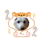 マシュ！（個別スタンプ：3）