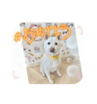 マシュ！（個別スタンプ：13）