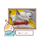 マシュ！（個別スタンプ：14）