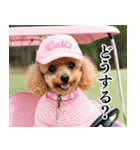 トイプのゴルファー【毎日使える】（個別スタンプ：5）