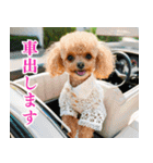 トイプのゴルファー【毎日使える】（個別スタンプ：16）