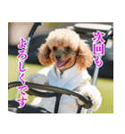 トイプのゴルファー【毎日使える】（個別スタンプ：29）
