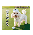トイプのゴルファー【毎日使える】（個別スタンプ：39）