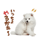 日本スピッツ♡ゆるい日常スタンプ（個別スタンプ：4）