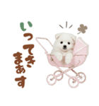 日本スピッツ♡ゆるい日常スタンプ（個別スタンプ：5）