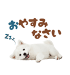 日本スピッツ♡ゆるい日常スタンプ（個別スタンプ：7）