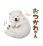 日本スピッツ♡ゆるい日常スタンプ（個別スタンプ：12）