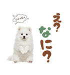 日本スピッツ♡ゆるい日常スタンプ（個別スタンプ：20）