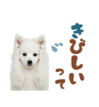 日本スピッツ♡ゆるい日常スタンプ（個別スタンプ：25）