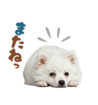 日本スピッツ♡ゆるい日常スタンプ（個別スタンプ：32）