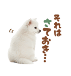 日本スピッツ♡ゆるい日常スタンプ（個別スタンプ：33）