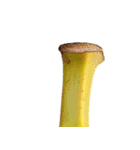 バナナ！(banana)（個別スタンプ：4）