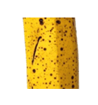 バナナ！(banana)（個別スタンプ：17）