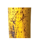 バナナ！(banana)（個別スタンプ：31）