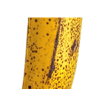 バナナ！(banana)（個別スタンプ：32）