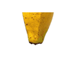 バナナ！(banana)（個別スタンプ：33）