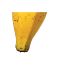 バナナ！(banana)（個別スタンプ：34）