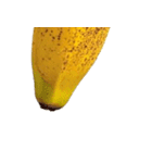バナナ！(banana)（個別スタンプ：36）