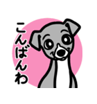 【ブルー2】1年中使える♡パピーイタグレ（個別スタンプ：3）
