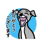 【ブルー2】1年中使える♡パピーイタグレ（個別スタンプ：5）