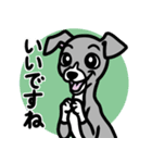【ブルー2】1年中使える♡パピーイタグレ（個別スタンプ：13）