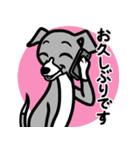 【ブルー2】1年中使える♡パピーイタグレ（個別スタンプ：17）