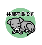 【ブルー2】1年中使える♡パピーイタグレ（個別スタンプ：20）