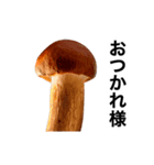 動く❤️きのこ❤️キノコ❤️（個別スタンプ：2）