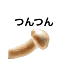 動く❤️きのこ❤️キノコ❤️（個別スタンプ：4）