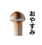 動く❤️きのこ❤️キノコ❤️（個別スタンプ：5）