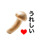 動く❤️きのこ❤️キノコ❤️（個別スタンプ：11）