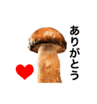 動く❤️きのこ❤️キノコ❤️（個別スタンプ：12）