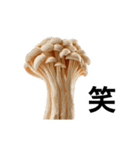 動く❤️きのこ❤️キノコ❤️（個別スタンプ：18）