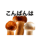 動く❤️きのこ❤️キノコ❤️（個別スタンプ：19）