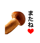 動く❤️きのこ❤️キノコ❤️（個別スタンプ：24）