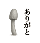 キノコのカタチ（個別スタンプ：4）