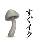 キノコのカタチ（個別スタンプ：20）