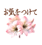 とびだす！大きく見やすい敬語 5月の花たち（個別スタンプ：13）