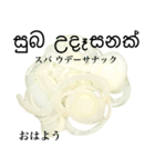 ネギ増し 【シンハラ語】（スリランカ語）（個別スタンプ：2）
