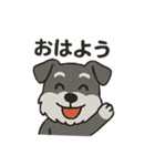 渋かわシュナウザー爺さん！今日も絶好調！（個別スタンプ：1）