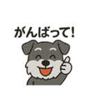 渋かわシュナウザー爺さん！今日も絶好調！（個別スタンプ：6）