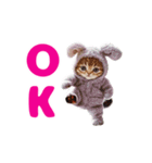 動く！着ぐるみねこちゃん（個別スタンプ：1）