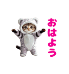 動く！着ぐるみねこちゃん（個別スタンプ：4）