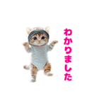 動く！着ぐるみねこちゃん（個別スタンプ：8）