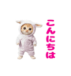 動く！着ぐるみねこちゃん（個別スタンプ：12）