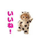 動く！着ぐるみねこちゃん（個別スタンプ：13）