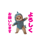 動く！着ぐるみねこちゃん（個別スタンプ：23）