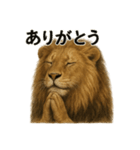 お祈りするライオンのライオン癒しスタンプ（個別スタンプ：11）