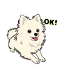 ポメさんとの日々。（個別スタンプ：4）