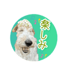 どん⭐︎カンのはっぴいラッキーsmile（個別スタンプ：3）